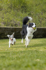 border collie and Dachshund weiner dog playing