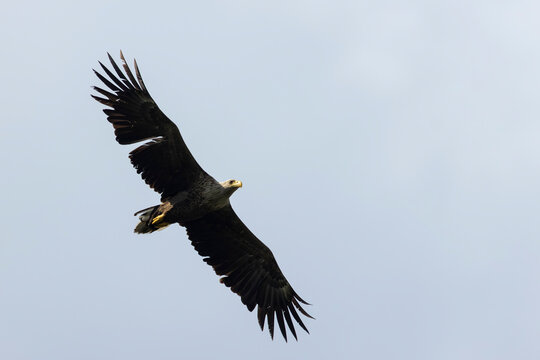 immature white-tailed eagle (haliaeetus albicilla) found in Feh&eacute;r in Hungary
