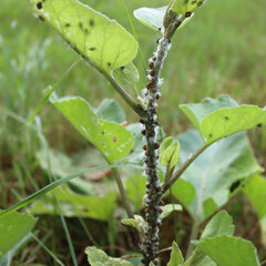 Close-up of Cochineal infestation on small green burdock. Many Cochineal insects on Arctium lappa