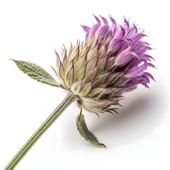 A single dried sage flower head, aromatic and earthy, used for seasoning, herbal teas,