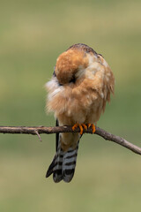 adult female red-footed falcon (Falco vespertinus) preening its breast feathers in the rain while...