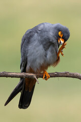 adult male red-footed falcon (Falco vespertinus) perching on a branch and scratching its head,...