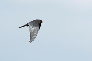 adult male red-footed falcon (Falco vespertinus) in flight