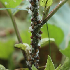 Close-up of Cochineal infestation on small green burdock. Many Cochineal insects on Arctium lappa