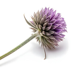 A single dried sage flower head, aromatic and earthy, used for seasoning, herbal teas,