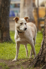 Mongrel dog of red color lies on its stomach on the grass, stretching its front paws forward. Spring