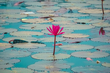 Colorful lotus at the Lotus pond edited for wallpaper purpose with high definition and high resolution and high dynamic range.	