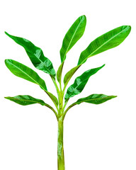 Green Banana Tree Isolated on Transparent Background with Fresh Leaves High-quality PNG photo of a fresh green banana tree with large leaves, isolated on transparent background. Perfect for gardening