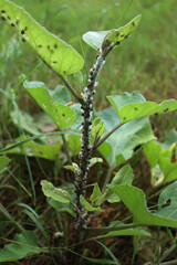 Close-up of Cochineal infestation on small green burdock. Many Cochineal insects on Arctium lappa