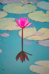 Colorful lotus at the Lotus pond edited for wallpaper purpose with high definition and high resolution and high dynamic range.	