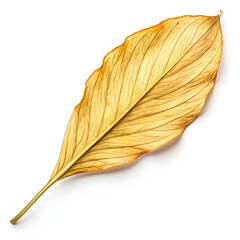 A single dried turmeric leaf, aromatic and earthy, commonly used in cooking,
