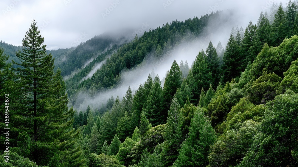 Poster dense trees rise majestically as fog envelops the landscape, creating a serene and mystical atmosphe