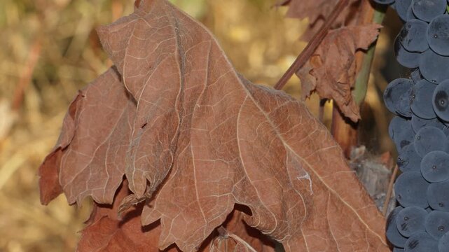 leaf on the ground
