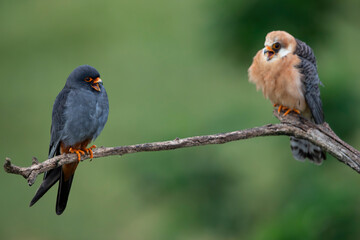 a couple of adult red-footed falcon (Falco vespertinus) perching on a branch and calling to each...
