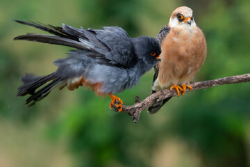 a couple of adult red-footed falcon (Falco vespertinus) perching on a branch, found in Hortobagy National Park
