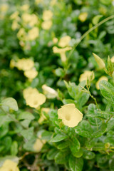 Flowering yellow blooms in a lush green garden during bright daylight hours