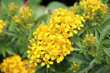 Springtime nature at Saywite archaeological zone in Abancay, Peruvian Andes.