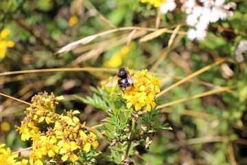 Springtime nature at Saywite archaeological zone in Abancay, Peruvian Andes.
