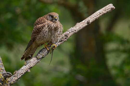 adult female Common Kestrel (Falco tinnunculus) perching on a branch an holding a Viviparous lizard or Common Lizard (Zootoca vivipara), found in Hortobagy National Park in Hungary