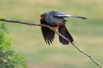 adult male Red-footed Falcon (Falco vespertinus) perching on a branch, found in Hortobagy National Park in Hungary