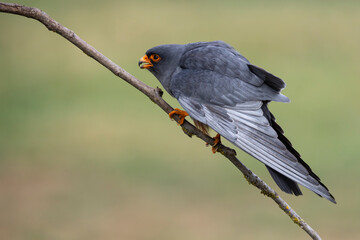 adult male Red-footed Falcon (Falco vespertinus) perching on a branch, found in Hortobagy National Park in Hungary