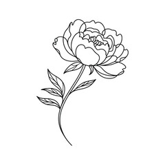 Elegant single line drawing of a blooming peony flower with leaves blossom petals