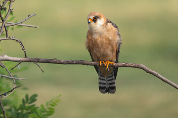 adult female Red-footed Falcon (Falco vespertinus) perching on a branch, found in Hortobagy National Park in Hungary