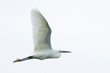 adult little egret (egretta garzetta) in flight, found in Hortobagy National Park in Hungary