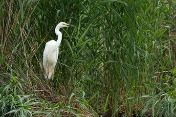 great white egret (ardea alba) perching in the reed, found in Fehér in Hungary