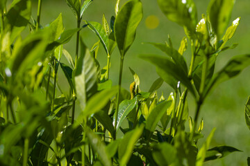 Young Green anole ( Anolis carolinensis) , knows as  Carolina anole, Carolina green anole, etc.  United States and sometimes referred to as the American chameleon.