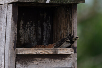 breeding or incubating adult male Common Kestrel (Falco tinnunculus) in a nesting box, found in Hortobagy National Park in Hungary