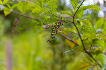 American pokeweed (Phytolacca americana) also known as pokeweed, poke sallet, pokeberry, dragonberries, pigeonberry weed, and inkberry is a poisonous plant.