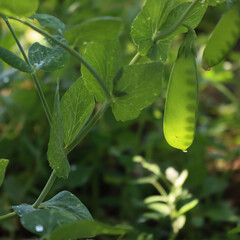 Oregon Sugar Pod or Mangetout pea pod on plants in the vegetable garden on summer. Pisum sativum