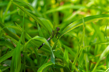 The eastern pondhawk (Erythemis simplicicollis), also known as the common pondhawk, female. Native to the eastern two-thirds of the United States and southern Ontario and Quebec, Canada.