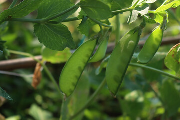 Oregon Sugar Pod or Mangetout pea pod on plants in the vegetable garden on summer. Pisum sativum