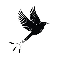 Obraz premium Black bird with long tail feathers in flight flying wings spread