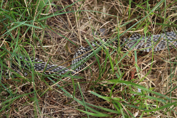 Close-up of european Hierophis viridiflavus black snake skin lying in the meadow after a snake has shed it. Western whip snake skin