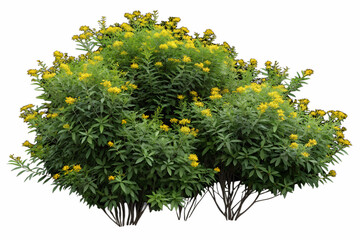 A bush with green leaves and small yellow flowers on a Transparent background
