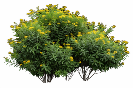 A bush with green leaves and small yellow flowers on a Transparent background