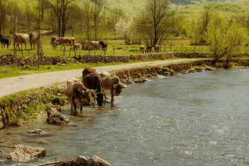 Cows drinking from a mountain river in the Prokletije region of Montenegro. Peaceful rural scene...