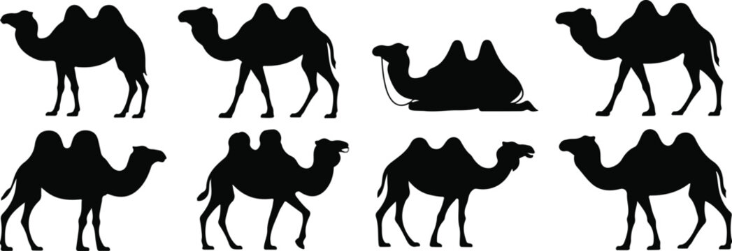 Black camel silhouettes standing and resting white animal set, bundle, vector, isolated on white background, cutout, png, clipping path, transparent, image, download, 2025,2026