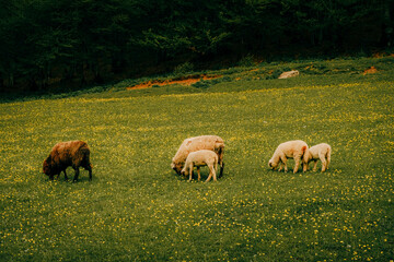 Sheep and lambs grazing peacefully on a meadow covered with tiny yellow wildflowers at the edge of a forest in the Prokletije Mountains, Montenegro. A rustic, idyllic scene of rural life in spring