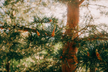 Close-up of pine tree branches with young cones illuminated by warm sunlight. Natural forest...