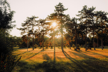 Golden sunset casting long tree shadows in a peaceful Serbian park. Serene natural landscape with...
