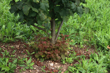 Hazel tree suckers growing at the base of an established tree in the orchard on summer. Corylus...