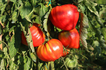 Beefsteak red ripe tomatoes on plant  in the vegetable garden on summer on a sunny day