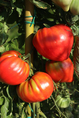Beefsteak red ripe tomatoes on plant  in the vegetable garden on summer on a sunny day
