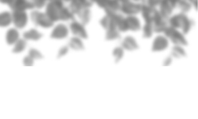 Natural leaf shadow effects isolated on transparent background. Blurred tree branch shadow. Plant...