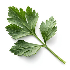 Obraz premium A single dried lovage leaf, aromatic and celery-like, commonly used in soups,