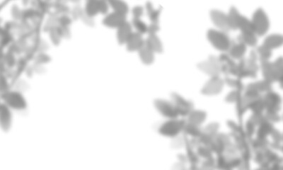 Natural leaf shadow effects isolated on transparent background. Blurred tree branch shadow. Plant...
